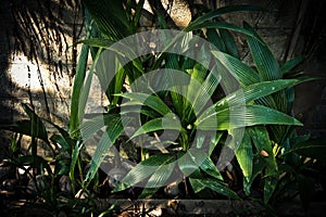 Coconut seed grow up