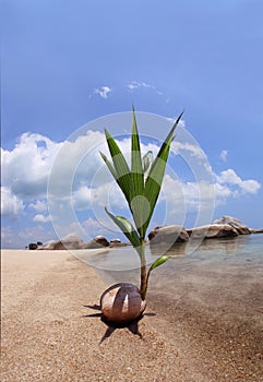 Coconut Seedling