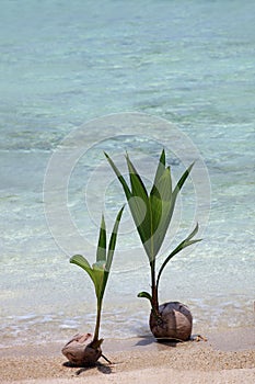 Coconut Seedling