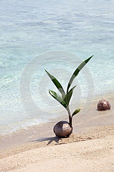 Coconut Seedling