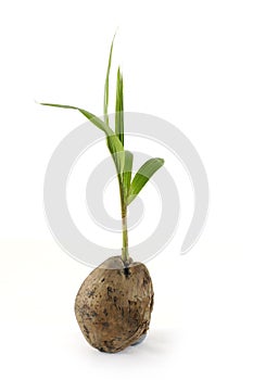 Coconut seedling