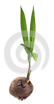 Coconut seedling