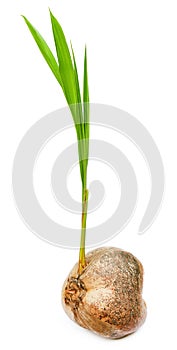 Coconut seedling