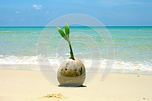 Coconut Seedling Sand Growth Nature Sea Landscape