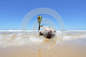 Coconut Seedling On The Shore