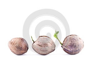 Coconut seedlings are growing sprout tree on white background planting agriculture isolated