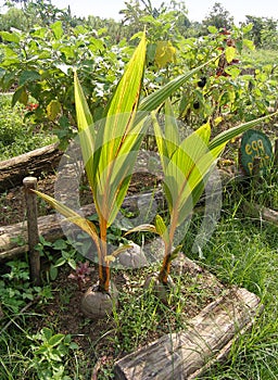 Coconut seedlings organic farm