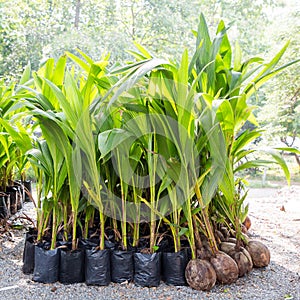 Coconut seedlings are ready for planting.