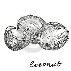 Coconut set hand drawn vector illustration sketch photo