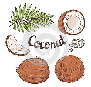 Coconut set - the whole nut, leaves, a coco segment and pulp of a coco.