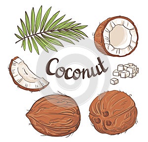 Coconut set - the whole nut, leaves, a coco segment and pulp of a coco. photo