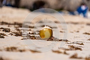 Coconut with the severed top on the sandy beach