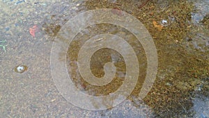 Coconut shadow reflec in the water at rainy day