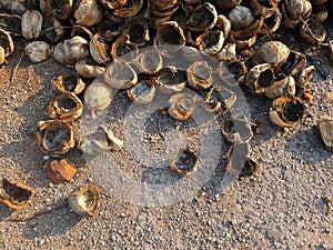 Coconut shell background