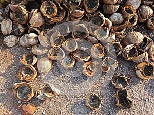 Coconut shell background