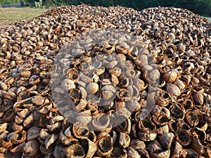 Coconut shell background