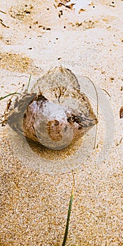 Coconut shell a different view , from Valiyaparamba Beach