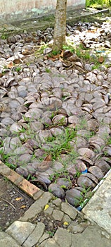 Coconut shell for the floor under the tree