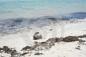 A coconut shell and seaweed washed ashore. An unmaintained part of the shore in Libaong Beach, Panglao, Bohol, Philippines photo
