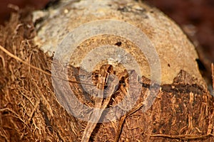 Coconut without shell