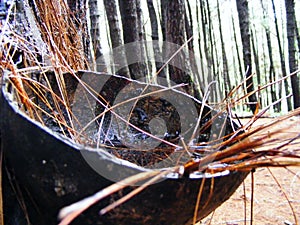 Coconut shell is used to accommodate pine sap