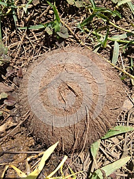 Coconut shells can be used woodfire