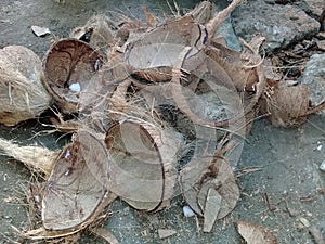 Coconut shells scattered on the ground