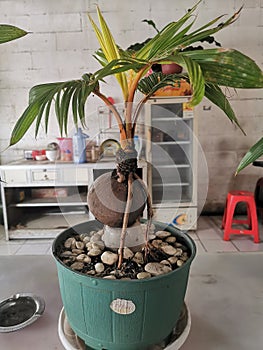 Coconut shoots or tunas kelapa