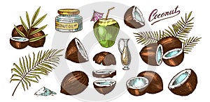 Coconut sketch. Tropical food and palm leaf. Retro ink style. Hand drawn vector illustration for market, menu, label