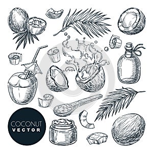 Coconut sketch vector illustration. Broken coco nuts with milk splashes and palm leaves. Hand drawn design elements