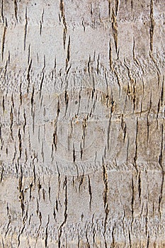 Coconut skin tree texture