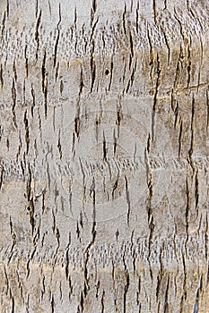 Coconut skin tree texture