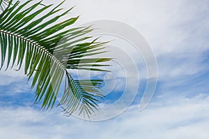 Coconut sky background