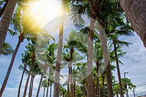 Coconut sky background