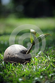 Coconut sprout