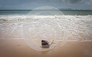 Coconut with sprout on the beach in Thailand