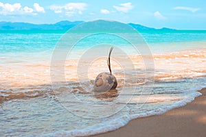 A coconut with a sprout lies on a sandy seashore. Beautiful tropical landscape