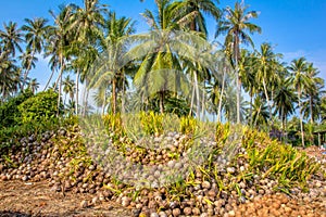 Coconut Sprout Ready To Germinate