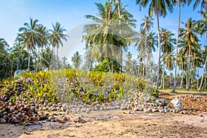 Coconut Sprout Ready To Germinate