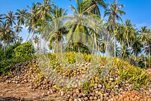 Coconut Sprout Ready To Germinate