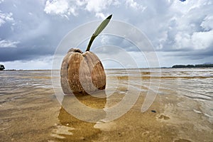 coconut sprout on the tropical sea beach