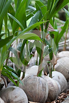 Coconut Sprouts Ready To Germinate photo