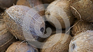 Coconut texture. in organic farm. A lot or heap of fresh tasty coconuts