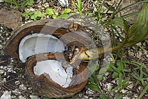 Coconut from Tonga