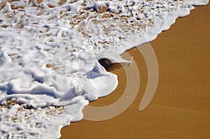 Coconut tossed in the surf of Jobos Beach Puerto Rico