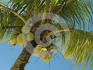 Coconut tree - 1 photo