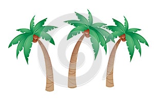 Coconut tree