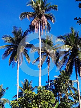 coconut tree