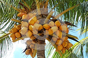 Coconut tree