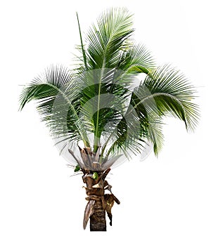 Coconut tree